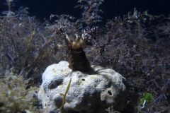 IMG_4384-scaled