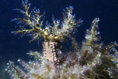IMG_4433-scaled