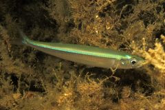 IMG_5526-scaled