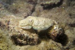 IMG_5681-scaled