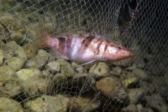 IMG_6006-scaled