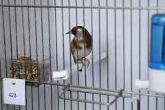 LEOL0339