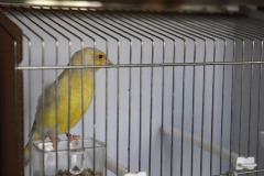 LEOL0341