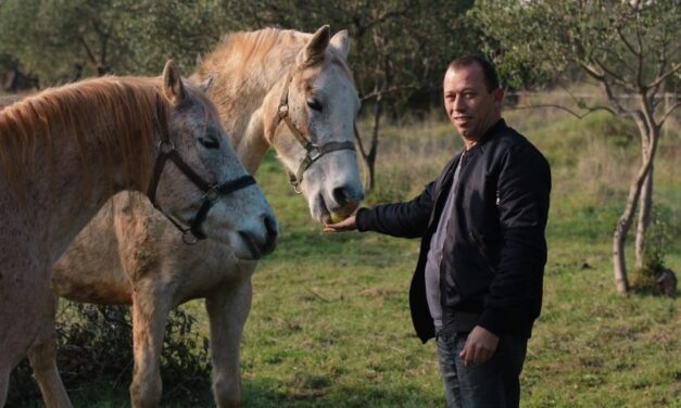 Konji i gliste na zajedničkom poslu u Bibinjama