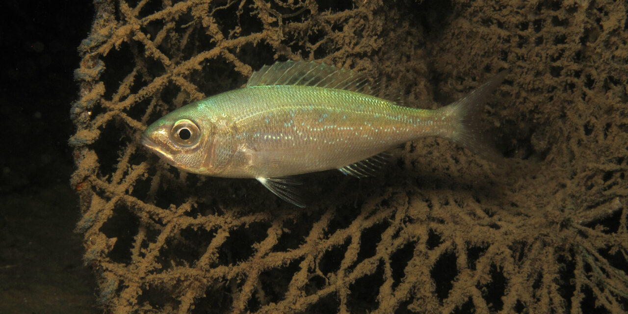 Božićna podmorska šetnja: Bibinjske plaže dobile netaknute dekoracije na morskom dnu