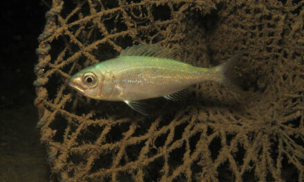 Božićna podmorska šetnja: Bibinjske plaže dobile netaknute dekoracije na morskom dnu